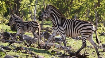 Nature's Epic Journeys - S1E01