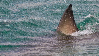 #11 Shark Below Zero