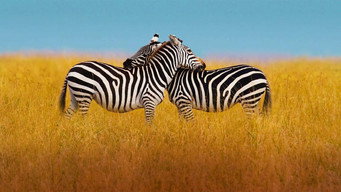 #9 The Mating Game