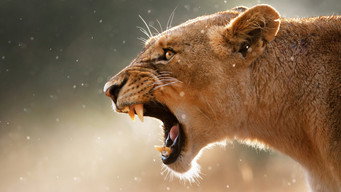 #4 Predator v Prey