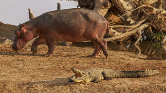 #7 Hippo vs Croc