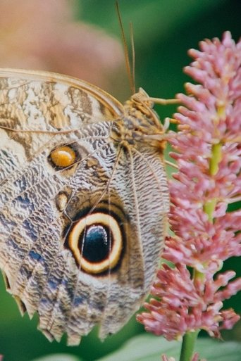 If I Was a Poem poster