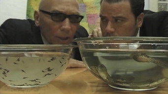 Deep Toad (2003)