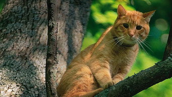 #4 Treetop Cat Rescue