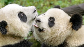 #5 Panda Goes Wild