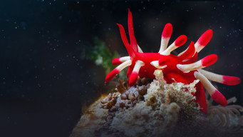#4 Ocean's Weirdest
