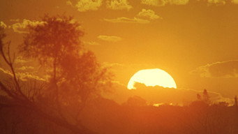 #44 Walkabout