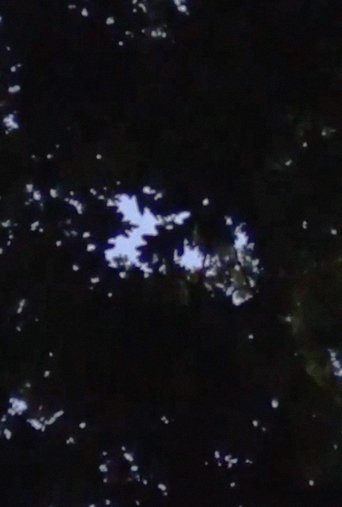 Next Year We'll Win poster