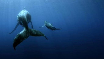 Sonic Sea (2016)
