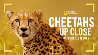 #4 Cheetahs Up Close with Bertie Gregory