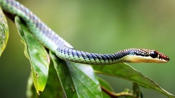 Borneo's Secret Kingdom - S1E01