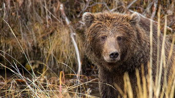 Yukon's Wild Grizzlies (2021)