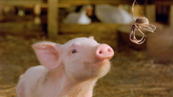 Charlotte's Web backdrop 2