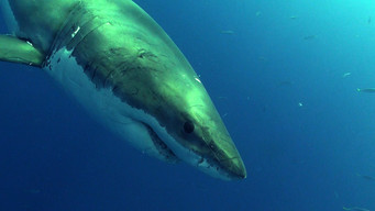 #16 Big Blue Live