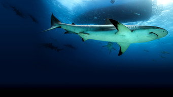 #5 Saved from a Shark