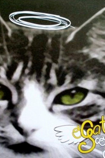 O Gato Como Ele é galeri 1