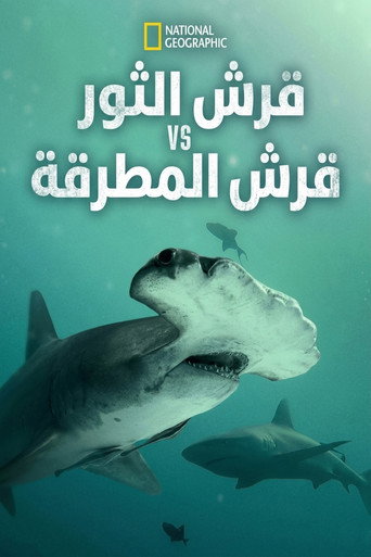 قرش الثور vs قرش المطرقة