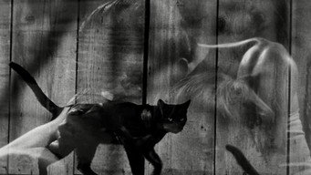 Galeria 5 - La gata negra