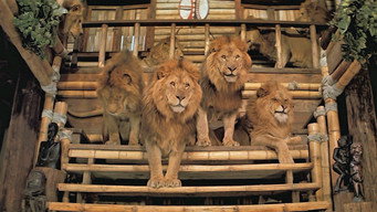 #8 Roar
