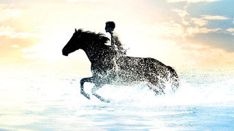 #13 Чорний жеребець