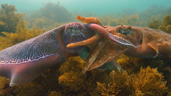 Cephalopods: The Reign of Suckers (2021)