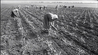 Освідчення в любові (1966)