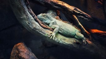 72 Animales Peligrosos: América Latina - S1E01