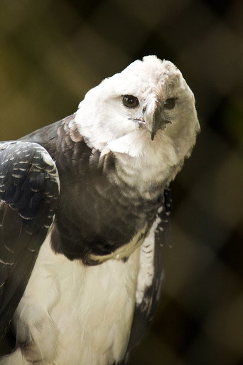 BBC Natural World：The Monkey-Eating Eagle of the Orinoco (2010)