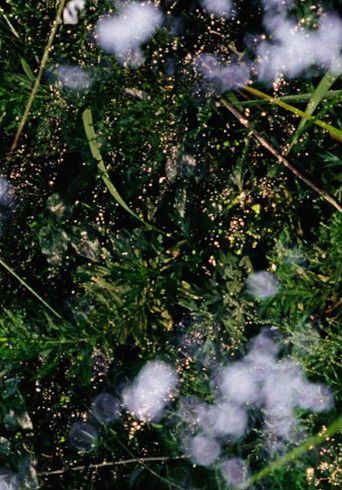 Still in Cosmos (2009)