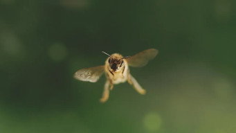 #4 Diary of a Bee