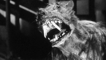 #5 The Killer Shrews