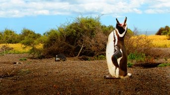 Wild Argentina - S1E01