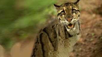 #2 Wild Cats of India