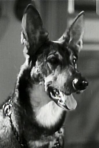 Image of Friday the German Shepherd dog