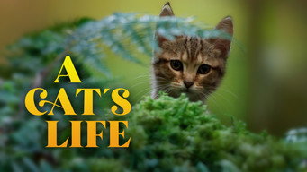 #14 Котяче життя. Велика пригода Муурр