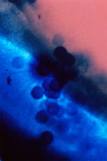 Don't Look Directly into the Sun poster