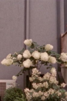 Hydrangeae, or, the Vicissitudes of Public/Private Space poster