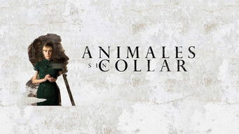 Galeria 1 - Animales sin collar