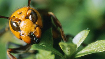 Killer Hornets (2016)