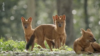 #11 Destination Wild: India