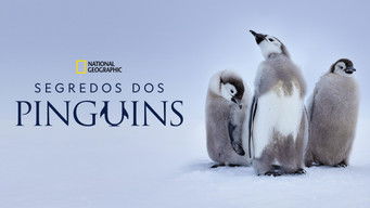 Cena de Segredos dos Pinguins