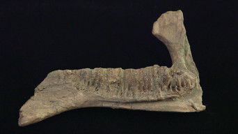 Pawn Stars S22E3 poster