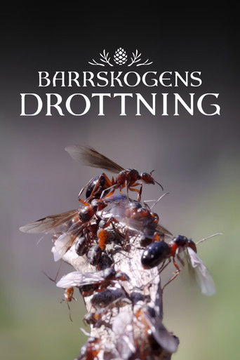 Barrskogens drottning (2025)