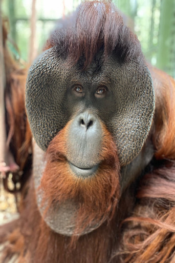 Foto de Sam the Orangutan