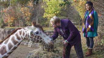 #4 My Giraffe