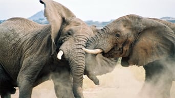 Animal Fight Night (2013-2018)