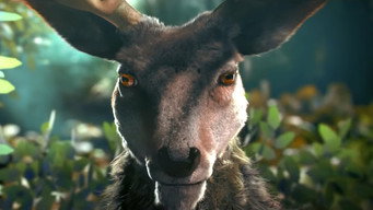 Anima media image