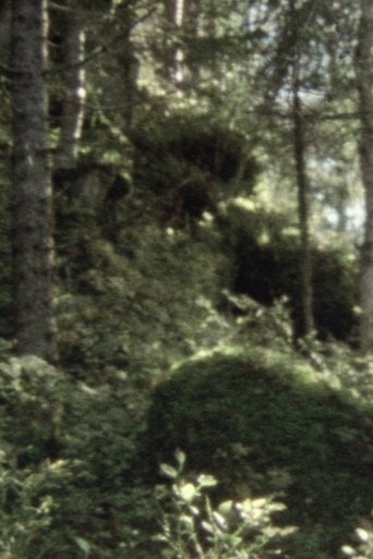 Skoglandskap