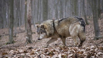 Galeria 5 - Rumanía al descubierto