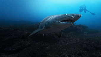 #4 Sharks Up Close with Bertie Gregory